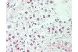 Anti-HEPHL1 antibody IHC staining of human testis. (HEPHL1 Antikörper  (AA 199-225))