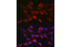 Immunofluorescence analysis of NIH/3T3 cells using PGD Rabbit mAb (ABIN7269315) at dilution of 1:100 (40x lens). (PGD Antikörper)