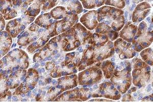 ABIN6266814 at 1/100 staining human pancreas tissue sections by IHC-P.