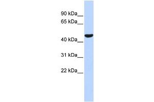 WB Suggested Anti-PTGIS Antibody Titration:  0. (PTGIS Antikörper  (Middle Region))