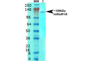 Western Blot analysis of Rat brain membrane lysate showing detection of mGluR5 Glutamate Receptor protein using Mouse Anti-mGluR5 Glutamate Receptor Monoclonal Antibody, Clone S75-33 .
