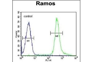 PNLDC1 Antibody (C-term) (ABIN655332 and ABIN2844899) flow cytometric analysis of Ramos cells (right histogram) compared to a negative control cell (left histogram). (PNLDC1 Antikörper  (C-Term))