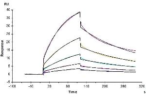 Surface Plasmon Resonance (SPR) image for CD47 (CD47) (AA 19-140) protein (Fc Tag) (ABIN7274242)