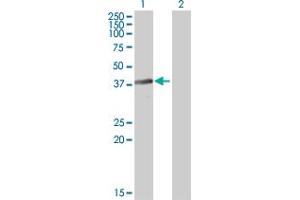 Western Blot analysis of BNIPL expression in transfected 293T cell line by BNIPL MaxPab polyclonal antibody.