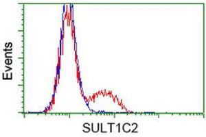 HEK293T cells transfected with either RC202775 overexpress plasmid (Red) or empty vector control plasmid (Blue) were immunostained by anti-SULT1C2 antibody (ABIN2454411), and then analyzed by flow cytometry. (SULT1C2 Antikörper)