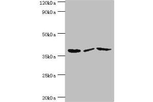 Western Blotting (WB) image for anti-Purinergic Receptor P2Y, G-Protein Coupled, 14 (P2RY14) (AA 209-338) antibody (ABIN7162461)