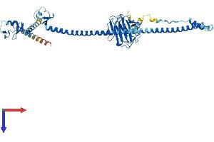 TRIM39 Protein (AA 1-488) (His tag)