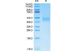 Cynomolgus DLK1 on Tris-Bis PAGE under reduced condition. (DLK1 Protein (AA 24-306) (His tag))