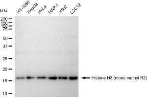 Western blotting analysis using Histone H3 (mono methyl R2) antibody (ABIN7798964).