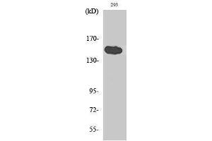 Western Blotting (WB) image for anti-Tankyrase 1 Binding Protein 1, 182kDa (TNKS1BP1) (C-Term) antibody (ABIN3187157)