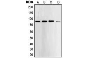 Western blot analysis of STAT5 expression in A431 (A), K562 (B), HeLa (C), NIH3T3 (D) whole cell lysates. (STAT5A Antikörper  (C-Term))