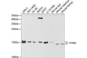 Western blot analysis of extracts of various cell lines using TCEB2 Polyclonal Antibody at dilution of 1:1000. (TCEB2 Antikörper)