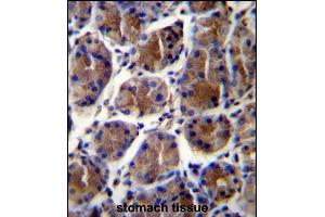 Immunohistochemistry (Paraffin-embedded Sections) (IHC (p)) image for anti-Gastric Intrinsic Factor (Vitamin B Synthesis) (GIF) (AA 189-218) antibody (ABIN656899)