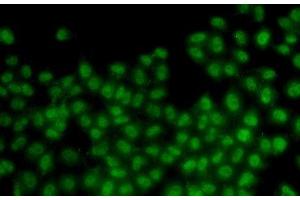 Immunofluorescence analysis of HeLa cells using ID3 Polyclonal Antibody (ID3 Antikörper)
