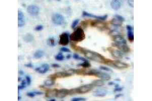 IHC-P analysis of Liver tissue, with DAB staining. (CEACAM1 Antikörper  (AA 35-143))