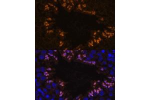 Immunofluorescence analysis of mouse testis using ELSPBP1 antibody (ABIN7266993) at dilution of 1:100. (ELSPBP1 Antikörper  (AA 110-223))