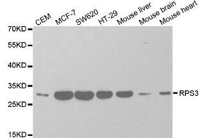 Western Blotting (WB) image for anti-Ribosomal Protein S3 (RPS3) antibody (ABIN1874658) (RPS3 Antikörper)