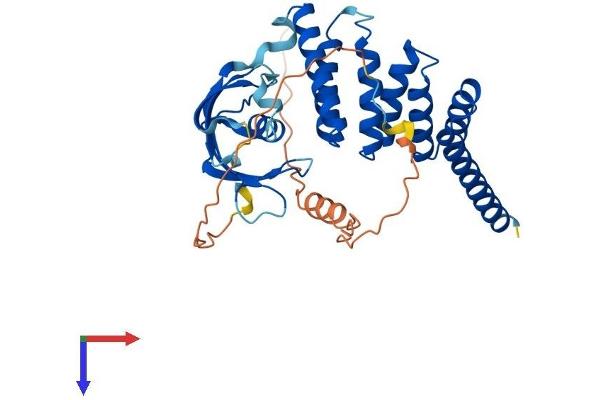 FKBPL Protein (AA 1-347) (His tag)