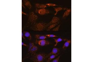 Immunofluorescence analysis of NIH/3T3 cells using SYNE3 Rabbit pAb (ABIN6131129, ABIN6148766, ABIN6148767 and ABIN6217163) at dilution of 1:100. (Nesprin3 Antikörper  (AA 740-920))