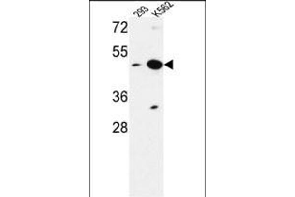 NUPL2 Antikörper  (N-Term)