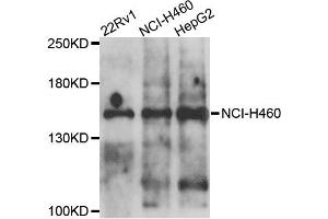 Western blot analysis of extracts of various cell lines, using COL4A5 antibody.