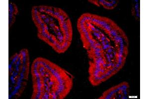 Paraformaldehyde-fixed, paraffin embedded mouse intestine, Antigen retrieval by boiling in sodium citrate buffer (pH6) for 15min, Block endogenous peroxidase by 3% hydrogen peroxide for 20 minutes, Blocking buffer (normal goat serum) at 37°C for 30min, Antibody incubation with FAM134C Polyclonal Antibody, Unconjugated  at 1:400 overnight at 4°C, followed by a conjugated secondary -Cy3) for 90 minutes and DAPI staining of the nuclei.