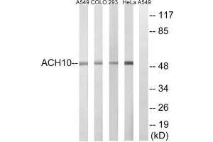 Western blot analysis of extracts from A549 cells, COLO cells, HeLa cells and 293 cells, using CHRNA10 antibody.