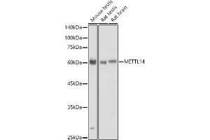 Western blot analysis of extracts of various cell lines, using METTL14 antibody (ABIN6131104, ABIN6143759, ABIN6143760 and ABIN6224625) at 1:730 dilution. (METTL14 Antikörper  (AA 1-210))
