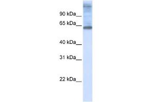 WB Suggested Anti-C3orf17 Antibody Titration:  0. (C3orf17 Antikörper  (Middle Region))