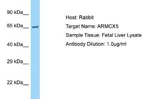 Host: Rabbit Target Name: ARMCX5 Sample Type: Fetal Liver lysates Antibody Dilution: 1. (ARMCX5 Antikörper  (C-Term))