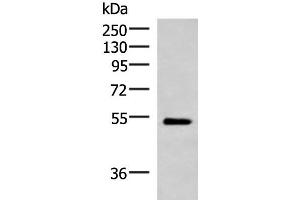 Western blot analysis of Mouse heart tissue lysate using FUCA2 Polyclonal Antibody at dilution of 1:1000
