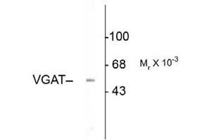 Western blot - Vesicular GABA transporter (VGAT) Western Blot of Rabbit anti-Vesicular GABA transporter antibody. (SLC32A1 Antikörper  (N-Term))