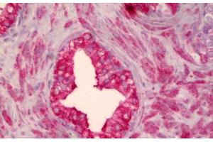 Anti-SMO antibody IHC staining of human prostate.