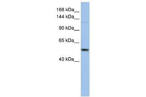 UBE4A antibody used at 1 ug/ml to detect target protein.