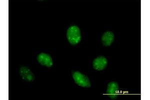 Immunofluorescence of purified MaxPab antibody to IFRD1 on HeLa cell. (IFRD1 Antikörper  (AA 1-451))