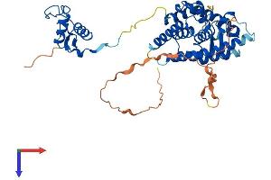 HNF4 gamma Protein (AA 1-408) (His tag)