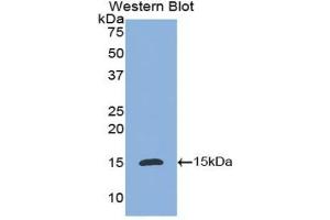 Detection of Recombinant IL8, Dog using Polyclonal Antibody to Interleukin 8 (IL8) (IL-8 Antikörper  (AA 23-101))