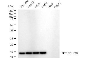 Western blotting analysis using NDUFC2 antibody (ABIN7799554).