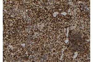 ABIN6272859 at 1/100 staining Mouse spleen tissue by IHC-P.
