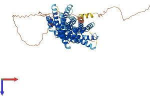 SLC41A2 Protein (AA 1-573) (His tag)