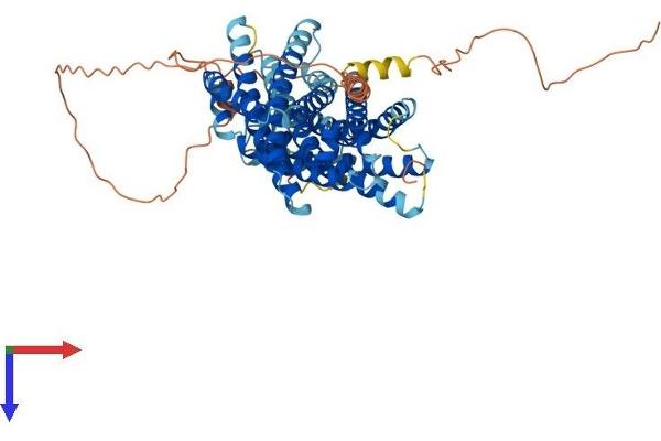 SLC41A2 Protein (AA 1-573) (His tag)
