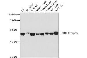 Western blot analysis of extracts of various cell lines, using 5HT7 Receptor Rabbit mAb (ABIN7265341) at 1:1000 dilution. (HTR7 Antikörper)