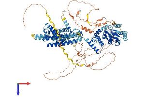HCN2 Protein (AA 1-889) (His tag)