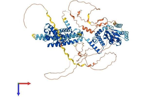HCN2 Protein (AA 1-889) (His tag)