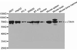 Western Blotting (WB) image for anti-Leukotriene A4 Hydrolase (LTA4H) antibody (ABIN1873571) (LTA4H Antikörper)