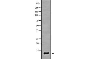 Western blot analysis of COX7A1 using 293 whole cell lysates (COX7A1 Antikörper)