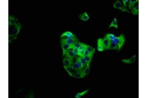 Immunofluorescence (IF) image for anti-Phosphoinositide-3-Kinase, Regulatory Subunit 6 (PIK3R6) (AA 566-667), (Regulatory Subunit 6) antibody (ABIN7163299)