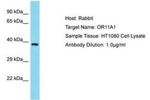 Image no. 1 for anti-Olfactory Receptor, Family 11, Subfamily A, Member 1 (OR11A1) (C-Term) antibody (ABIN6750595) (OR11A1 Antikörper  (C-Term))