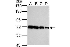 WB Image Sample (whole cell lysate) A: 293T 20ug B: 293T 10ug C: 293T 5ug D: 293T 1ug 7. (HSP70 1A Antikörper  (Center))
