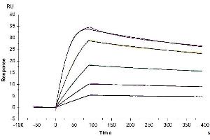 Surface Plasmon Resonance (SPR) image for Plasminogen Activator, Urokinase Receptor (PLAUR) (AA 23-305) protein (His tag) (ABIN7275402)